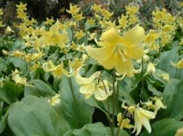 images/productimages/small/n192 erythronium-pagoda.jpg